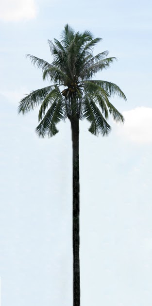 It S All About Coconut How Tall Does A Coconut Tree Grow