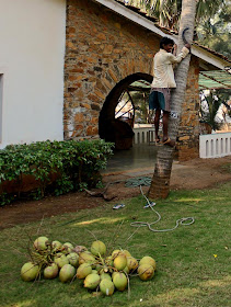 man ready to climb up a coconut tree