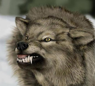 wolf wolve dog hound canine pooch canis bow-wow despicable fellow qen txakurra it gos pas pes hond koer aso koira chien can kutya hundur madra cane suns kelb pies perro mbwa kopek ci anjing srigala