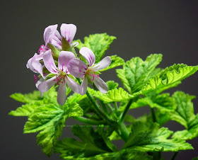 Pelargonium Charity flowers and leaves in sunlight