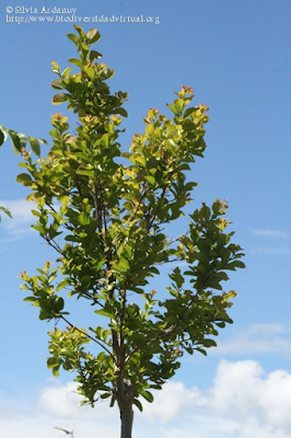 http://www.biodiversidadvirtual.org/herbarium/Lagerstroemia-indica-L.-img290315.html