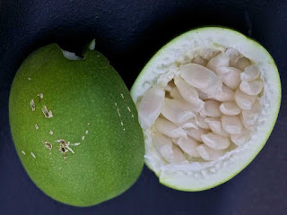 Maypop Fruit pictures