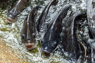 Tips Sukses Budidaya Ikan Nila