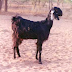Kutchi Goat
