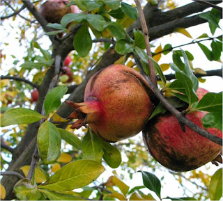 Benefits of pomegranate for face skin 