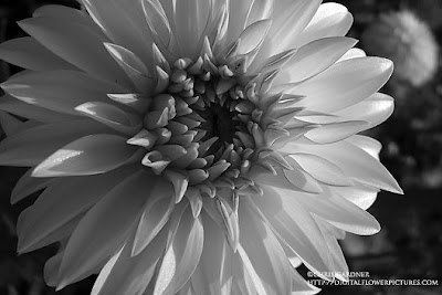 Dhalia on Classified Check Out This Page From The Connecticut Dahlia Society