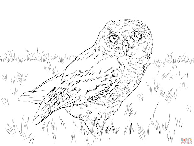 Click The Western Screech Owl Coloring Pages To View Printable Version Or  Color It Online Patible With Ipad And Android Tablets