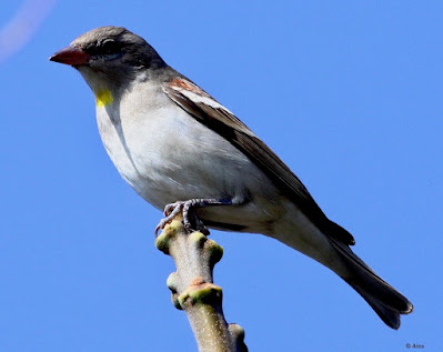 "Yellow-throated Sparrow - Gymnoris xanthocollis - Male, resident