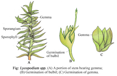 Lycopodium Vagetative reproduction