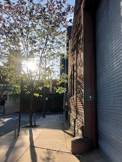 A low morning sun, casting shadows down a city sidewalk.  There's a tree on the left and a metal garage door closed on the right.