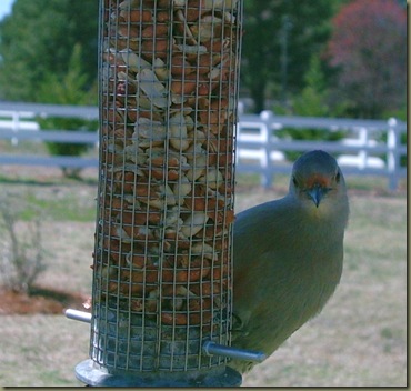 RBWoodpecker2