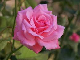 Beautiful Photos Of Love Flower Rose 4