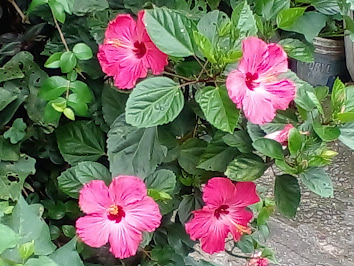 FLORES DE HIBISCO - é um arbusto muito fácil de ser cultivado. É possível fazer mudas de qualquer galho da planta que se enraíza facilmente.