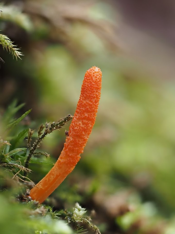 Cordyceps Mushroom Company in Uttarakhand | Fresh cordyceps mushrooms | Biobritte mushrooms 