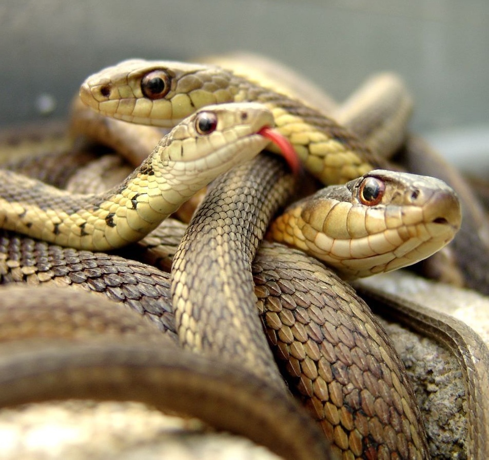 Criacionismo: Descoberto mecanismo que desliga patas das cobras