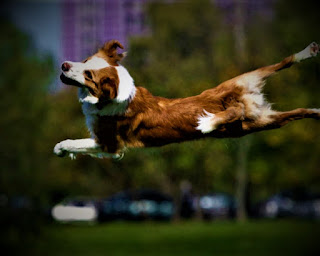 Border Collie history The sheepdog breed is one of the oldest in European countries. once man 1st set to use dogs to assist in grazing and protection of eutherian mammals, these dogs were simply the ancestors of the trendy sheepdog. In fact, they weren't terribly totally different from this representative of the breed. Size has modified, maybe trendy dogs have an additional advanced intelligence and a more robust understanding of humans, but still, they maintain several characteristic options of their additional ancient predecessors.  In those distant times, people relied heavily on their smart and endlessly devoted dogs - they were trusted to protect the home, they spent time with children, and of course, helped to guard and herd. It can be said that the breed developed naturally, as the harsh conditions of the ancient world required the animal to have good endurance, courage, and obedience to its owner.  These social dogs were thought of as extraordinarily valuable, which isn't shocking. They were oversubscribed quite expensively, and therefore the external characteristics may well be slightly totally different looking on the region. Thus, separate species of the breed were shaped, which gave the name of dependence on the realm from that they originated. above all, they were Welsh Shepherds, Northern Shepherds, Mountain shepherd dogs, and Scottish shepherd dogs.     The name of the breed collie comes from the Scottish language, and therefore in other regions of England in ancient times they were called sheepdogs. This breed existed for many centuries side by side with people, and in 1860 was first shown at the dog exhibition. It was the second dog show in the history of the country, and the Border Collie was marked there with special attention, as is the original British breed.  A few years later, while on a trip around the country, queen Victoria saw the dog border collie, and they caught her attention. She wanted to have several such dogs and literally fell in love with them at first sight. Since then, queen Victoria has become a fervent adherent of this breed. In 1876, Lloyd Price, another enthusiast of the breed, but not of royal origin, brought 100 sheep to demonstrate the abilities of the border collie dogs, setting up a whole performance.  The task was that dogs without any special commands could control the flock of sheep directing it in the right direction. They did a great job, and the teams sounded only the sound of whistles and waving hands. After such a demonstration, the popularity of the breed rapidly went up, and its fame began to spread rapidly beyond Britain. Despite such a long-standing origin, the American Kennel Club recognized these dogs only in 1995.   Characteristics of the breed popularity                                                           07/10  training                                                                10/10  size                                                                        05/10  mind                                                                     10/10  protection                                                          06/10  Relationships with children                         10/10  Dexterity                                                             09/10     Breed information country  England  lifetime  13-16 years old  height  Males: 48-56 cm Bitches: 46-53 cm  weight  Males: 14-20 kg Suki: 12-19 kg  Longwool  long-haired  Color  Black, black with white, black with a tan, brown with a tan, marble, tiger  price  300 - 900 $  description The shepherd dog breed includes a giant size and an outsized quantity of long, thick wool. The muzzle is elongated, and the ears are pleated. The limbs are long, and the tail is additionally long, saber-shaped, and fluffy.     https://petdogi.blogspot.com/  https://petdogi.blogspot.com/  personality The Border Collie dog is a great companion for a person of any age, for a single owner, or for a large family with several children. These dogs have a wonderful mind, they understand their master half-heartedly, and can be trained by a variety of teams. They love children very much, and generally love people.  You can safely leave one or additional kids with a shepherd dog while not having the slightest concern, make certain that the animal won't show the slightest hint of any aggression, and even shield and take a look at to safeguard your kid from careless actions. shepherd dogs are terribly dedicated to their family, they see the means of their existence in creating the hosts happy and serving to them the maximum amount of potential.  This is expressed literally in everything - whatever functions are required of the dog, it will do everything in its power to meet the requirements. Of course, do not expect too much from the animal - the owner should always understand the limits of the possibilities of his pet. Although do no doubt, this breed will be able to surprise you, and more than once.  In the past, the Border Collie was widely used as a shepherd dog, and now it is ubiquitous in mountainous areas of Scotland, the Alps, and other places, and therefore the instincts of the shepherd are common. It is for this reason that the dog can sometimes treat several children who are near it without adults as being under their own personal responsibility.  In relation to different animals, this breed either keeps neutrality or tries to form friends. they're typically terribly friendly and open dogs, sociable and sort. to safeguard a non-public house, that is, as a watchdog, the breed doesn't work well, simply because of its friendliness and openness. though they will raise barking and make anxiety, however assaultive an individual for a shepherd dog isn't typical. To strangers on the road refers neutrally, with no special emotions. If it's your friend, the dog can possibly forthwith try and create friends with him.   The Dog breed shepherd dog includes a fairly high level of energy and desires daily walk, physical activity, and, most extremely fascinating - exercises for the mind. These are terribly versatile and adaptive dogs, they will live each in a personal house and during town housing. However, it's fascinating that they need lots of areas. Also, don't forget that to stay within the housing of a dog with such protracted hair might not be terribly convenient. particularly if somebody in your family is laid low with allergies.  teaching The border collie is a breed of dog that is ideal for training. We can immediately say that it makes no sense to train these dogs as combat dogs capable of inflicting heavy damage on people and other dogs. However, they can be trained by various specialized teams, not counting basic teams.  The border collie is often used as an assistant for people with disabilities, for the elderly, and as dog guides. You can train your pet to bring you a phone, purse, slippers - just turn on the imagination. In training in any case do not use physical force, just get patience and be a consistent, kind, and fair host.  Also, border collie can be trained in some types of "dog" sports, including - competitive:  Obedience agility; flyball; Tracking; flying discs.        care The breed of border collie dogs has a long, thick coat, which should be combed 2-3 times a week. Some owners even sew socks from such wool, they turn out very warm and pleasant to the touch. The eyes need to be cleaned of sediment every day and keep the ears clean. They buy a dog once or twice a week. Keep in mind that the border collie breed is sensitive to the sun and heat.     Common diseases The dog Border Collie has a penchant for some diseases including:  hip dysplasia - hereditary disease; progressive retinal atrophy; epilepsy - sometimes inherited; Collie's eye abnormality is a hereditary disease that causes changes and abnormalities in the eye - sometimes they can lead to blindness. These changes may include choroid hypoplasia (abnormal development of choroidea), coloboma (optic nerve disc defect), stately (thinning of the sclera), and retinal detachment. Usually appears before the age of two; allergy.      Beautiful Pictures of Border Collie