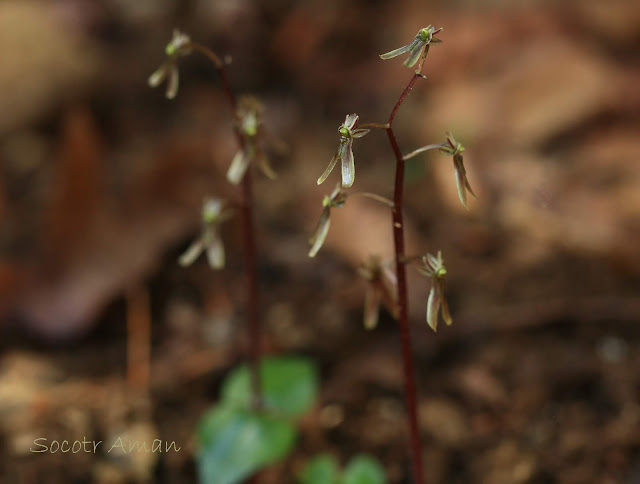 Neottia japonica