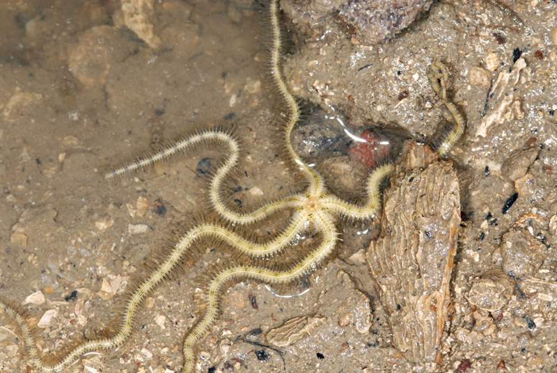 Hewan Avertebrata dan Vertebrata  Amazing Blogssz Shadow