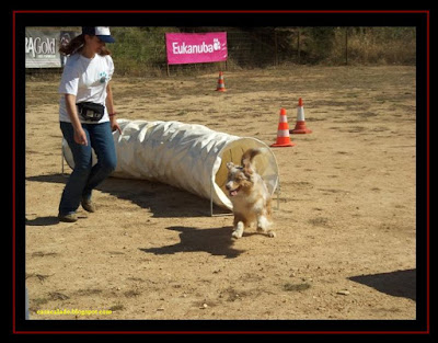 australian shepherd in agility