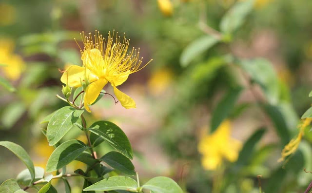 Hypericum Flowers