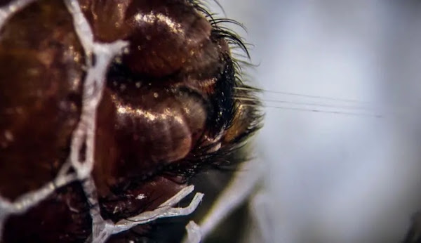 Jaring Laba-laba Terkuat di Dunia: Lebih Kuat Dari Baja, Lebih Tangguh Dari Kevlar