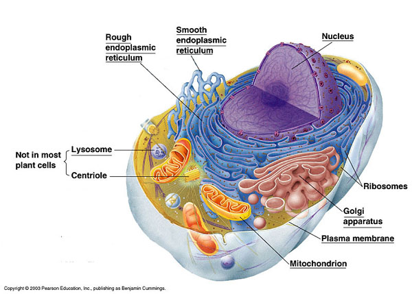 animal cells diagram. animal cell diagram for kids