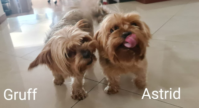 Gruff & Astrid two yorkies kissing