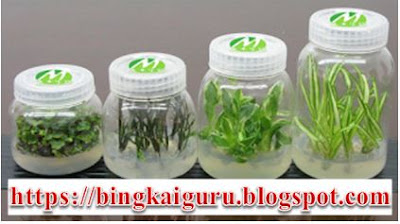 Kurtur jaringan tumbuhan merupakan salah satu penerapan bioteknologi - bingkaiguru.blogspot.com