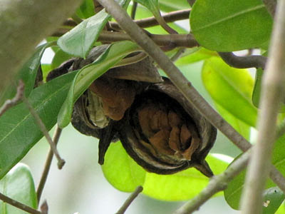 Dried Kalak Kambing (Finlaysonia obovata) Fruits