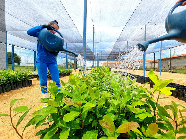 Vinte e quatro municípios receberam 26 mil mudas cultivadas pelo sistema prisional do RN