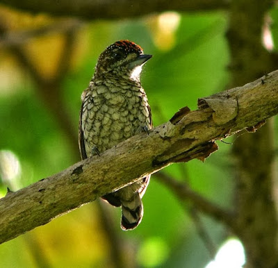 Carpinterito escamoso Picumnus squamulatus