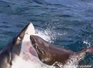 Combat de deux requins blancs. La vidéo est impressionnante, et les images suffisamment rares pour avoir été visionnées près de deux millions de fois sur YouTube. 