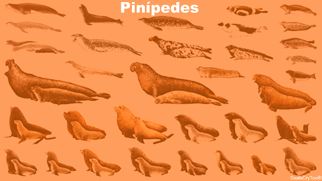 SealsCryToo® - Pinípedes
