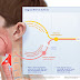 anatomi alat pendengaran