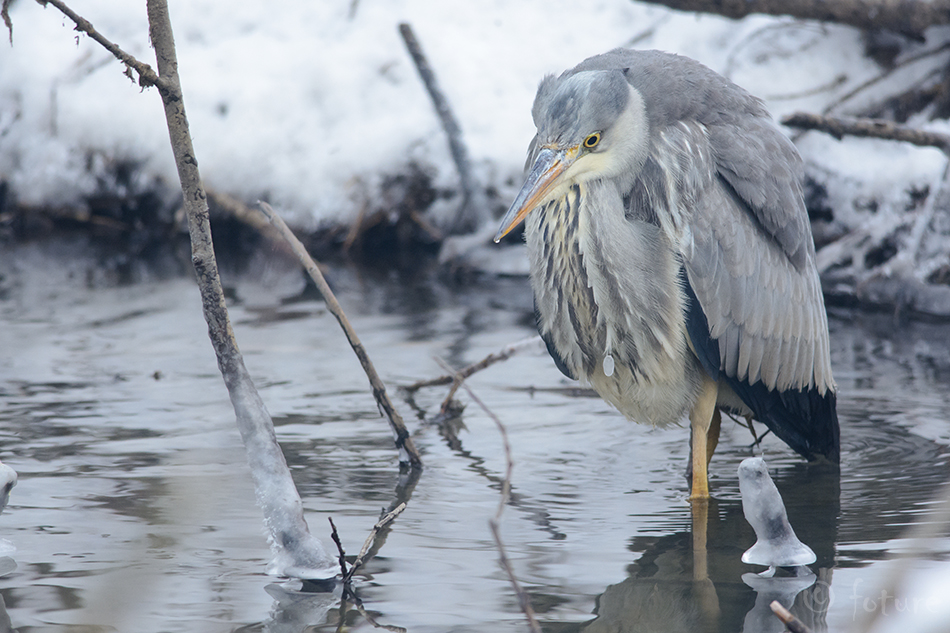 Hallhaigur, Ardea cinerea, Grey Heron, haigur