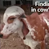 Scientist find Gold in a group of Gir cow's urine in India - Video