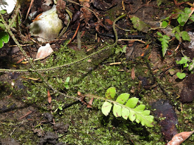 Adventitious bud of Scale-stem Cyrtomidictyum