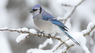 Lindo Pajarito en una rama