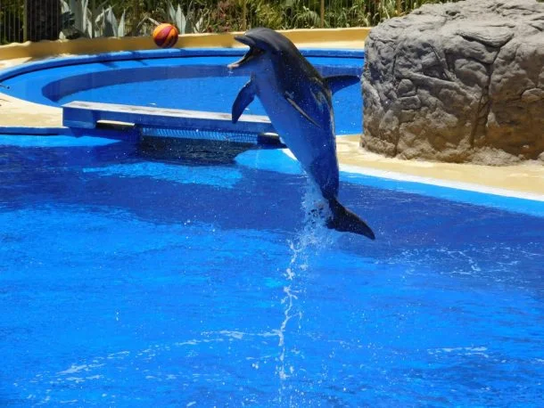 Dubai dolphin show