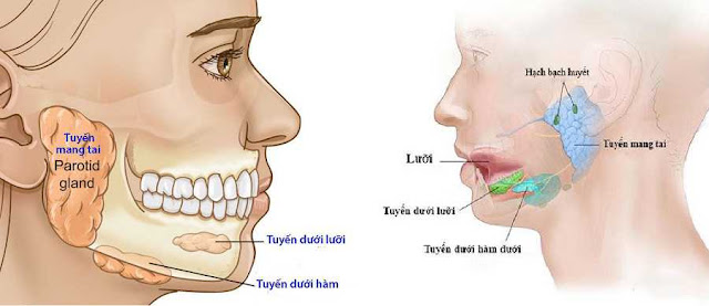 NƯỚC BỌT - Saliva - Nguyên liệu làm Thuốc nguồn gốc động vật