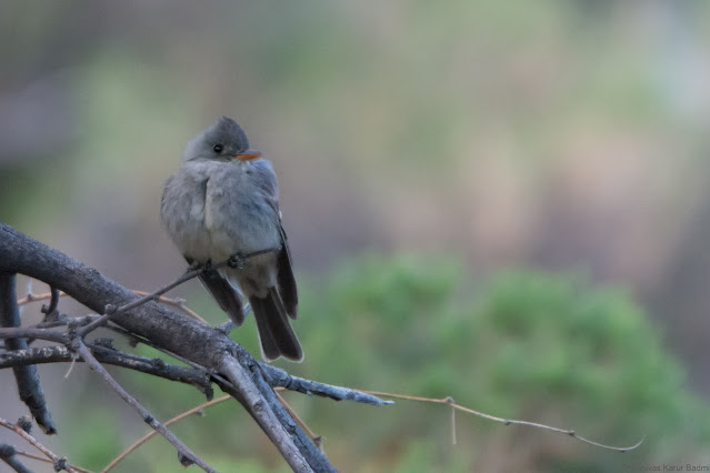 Greater Pewee