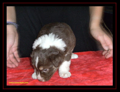 cachorros Pastor Australiano