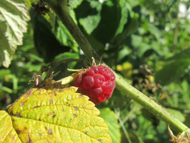 Frutto Rubus idaeus