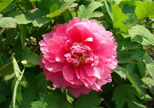 Peony Flowers Pictures