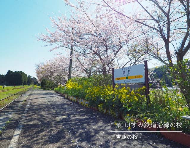 いすみ鉄道沿線の桜☆国吉駅の桜