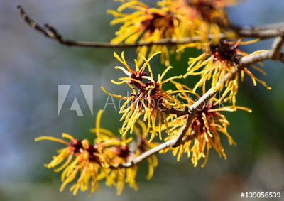 Witch Hazel for Pores