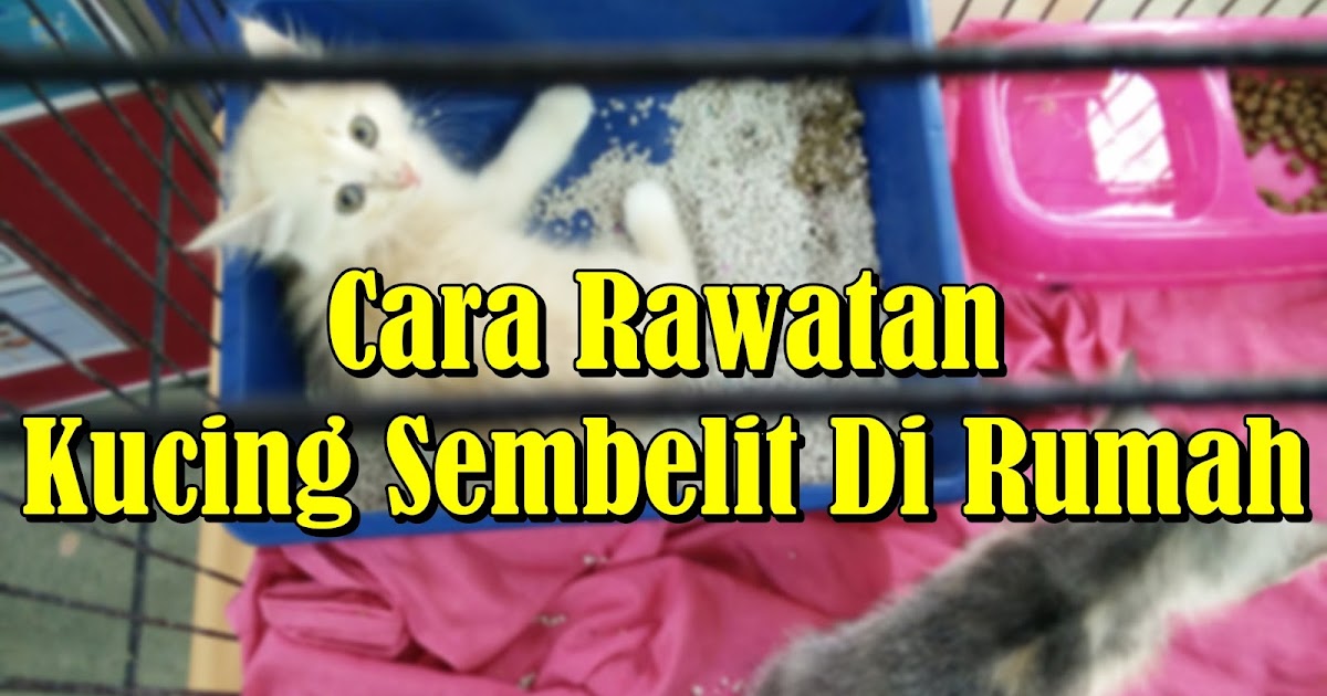 Cara Rawatan Kucing Sembelit Di Rumah Eintan Nurfuzie Lifestyle Beauty Travel Tips Rawatan Kucing Review