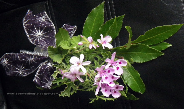 Tussie-Mussie with Scented-leaved Pelargoniums and Bay-Laurel branches