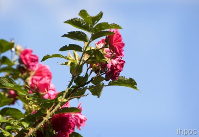 IMG_4328 copy