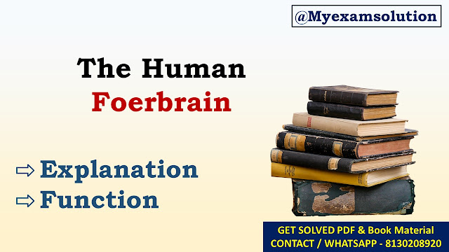 Describe the functioning of forebrain